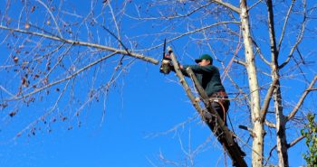 Que faut-il savoir sur la taille douce des arbres ?