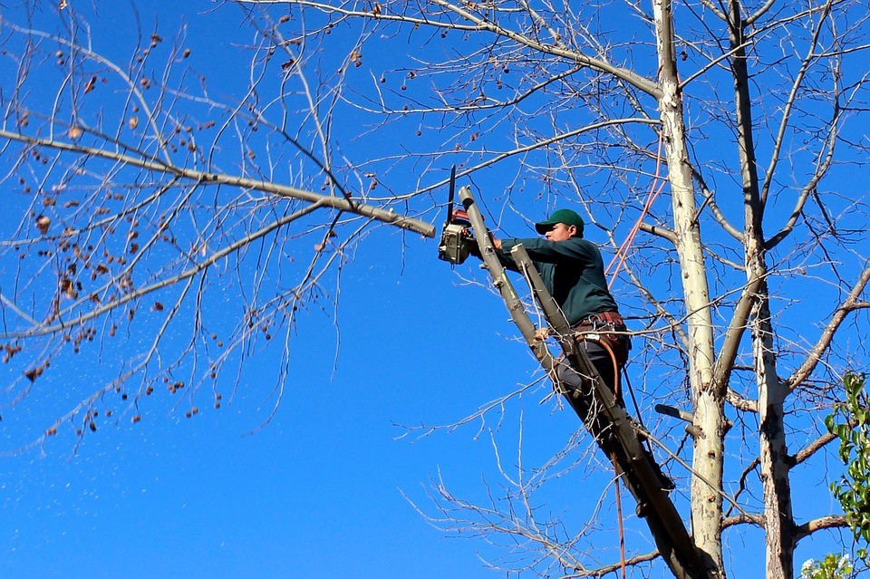 Que faut-il savoir sur la taille douce des arbres ?