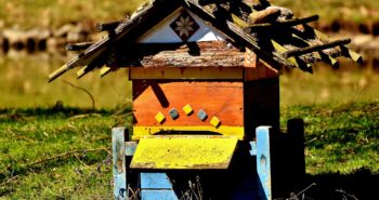 Des idées de cadeaux pour le jardin à offrir aux amoureux de la nature