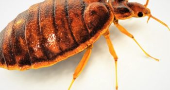 Punaises de lit : comment réagir en cas d’infestation de ces insectes ?