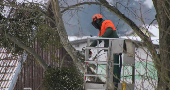 L'élagage préventif protéger les biens et les personnes